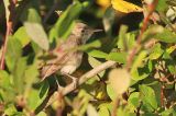 20211029_Oostelijke Vale Spotvogel_Nieuwvliet-Bad_03
